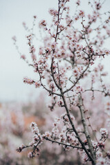 A branch of a flowering tree