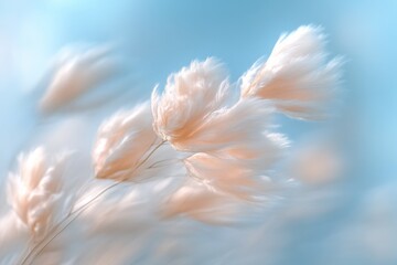 Fototapeta premium Dreamy Fluffy Grasses against Blue Sky