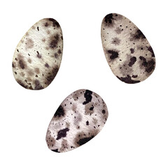 Freehand watercolor set of cute quail Easter eggs in soft pastel tones. Delicate, speckled, and isolated on a white background—perfect for designs and prints. Hand drawn egg