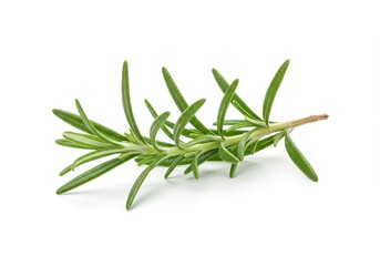 Fototapeta premium A fresh sprig of green rosemary with narrow leaves and a woody stem isolated on a white background