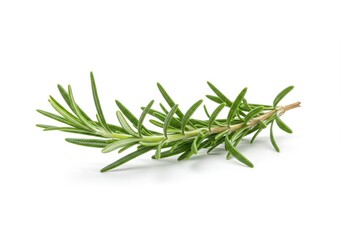 Fototapeta premium A fresh sprig of green rosemary with narrow leaves and a woody stem isolated on a white background