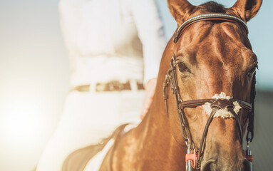 Horse Rider Prepares for Competition Under Bright Sunlight