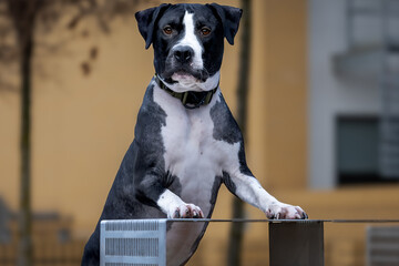 Amerykański Staffordshire terrier – jedna z ras psów, należąca do grupy terierów, zaklasyfikowana do sekcji terierów w typie bull.  © Mypixel