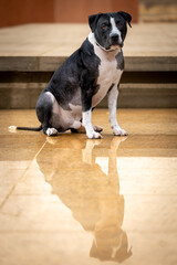 Amerykański Staffordshire terrier – jedna z ras psów, należąca do grupy terierów, zaklasyfikowana do sekcji terierów w typie bull.  © Mypixel