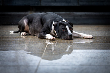 Amerykański Staffordshire terrier – jedna z ras psów, należąca do grupy terierów, zaklasyfikowana do sekcji terierów w typie bull.  © Mypixel