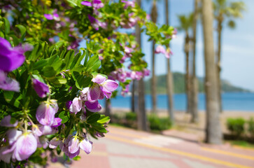 Purple flowers Polygala myrtifolia with lush green leaves, set against blurred background of palm...