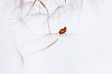A ladybird beetle sits on a dandelion, highlighting the interaction between insects and flowers in a natural setting.