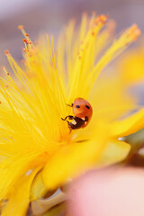 Ladybug on yellow flower, capturing the essence of springtime beauty and renewal.