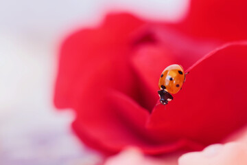 A ladybug sits on a red rose petal, symbolizing romance and the beauty of nature.
