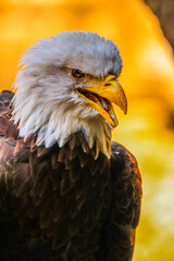 American Bald Eagle