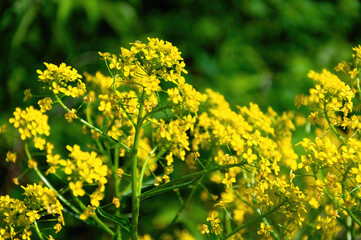 A bunch of yellow flowers with green leaves.