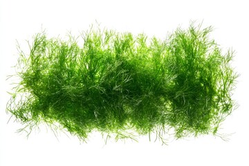 Fototapeta premium Fresh Dill Macro Shot