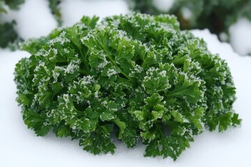 Winter Parsley in Snow