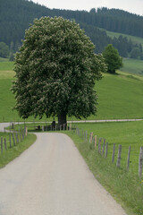 Hiking trail from Ahegg to Weitnau, Munich Way of St. James, Bavaria, Germany