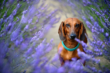 dachshund and lavender