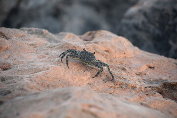 Soft Shelled Crab Walking on a Rock