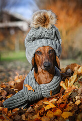 dachshund in autumn park