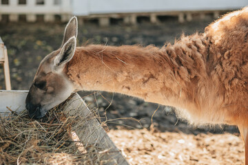 llamas graze in a pen on a farm