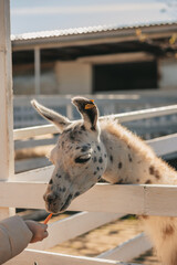 llamas graze in a pen on a farm