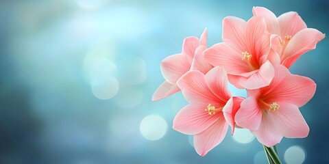 Beautiful Pink Flowers Soft Bokeh Background