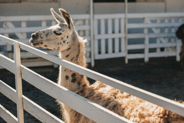 llamas graze in a pen on a farm