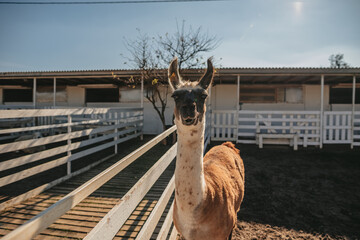 llamas graze in a pen on a farm