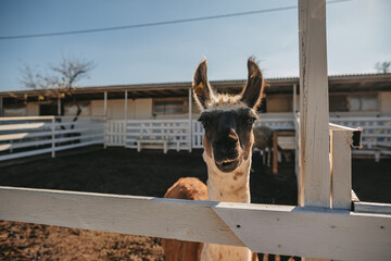 llamas graze in a pen on a farm