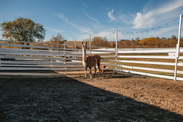 llamas graze in a pen on a farm