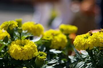 Bee Pollinating a Vibrant Yellow Flower