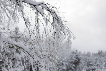 Snow accumulating on delicate birch tree branches creates a serene winter scene, with a snow-covered forest in the background evoking tranquility and the beauty of nature.
