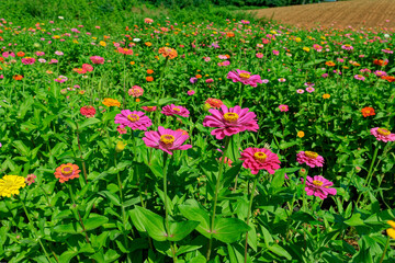 Bright colorful zinnias in a field