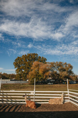 llamas graze in a pen on a farm