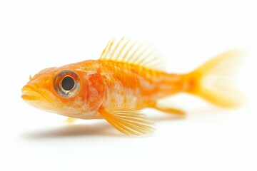 Colorful Goldfish on White Background