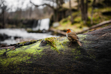 Robin on a tree stump by river
