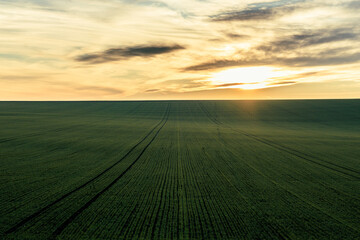 Obraz premium An extraordinarily beautiful sunset, a magical landscape on a green plain.