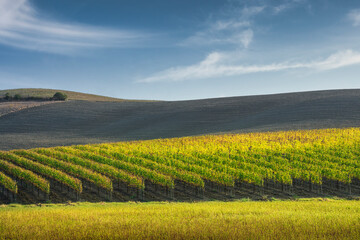 Montalcino vineyards in autumn. Tuscany region, Italy