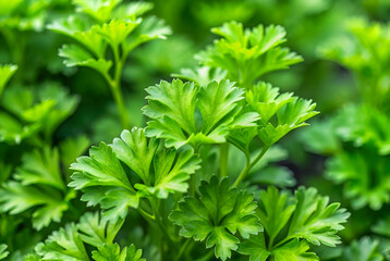Fresh green cilantro leaves thrive in a garden setting, showcasing vibrant foliage perfect for culinary use.