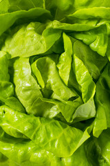 Organic Green Butterhead Lettuce