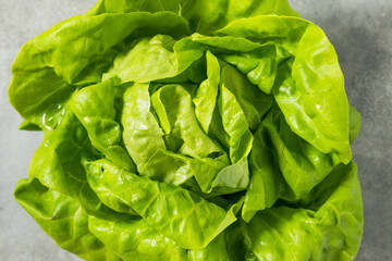 Organic Green Butterhead Lettuce