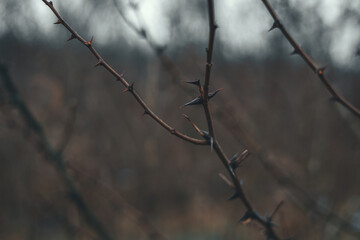 Close-up of acacia branches covered with large thorns, creating a natural barrier against potential threats against a blurred natural background. Acacia branches without leaves, but with thorns.