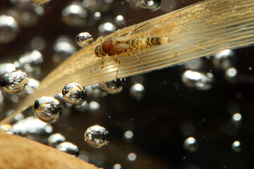 Mayfly nymph (Baetis sp.) clinging to a blade of dead grass in a trout stream. 