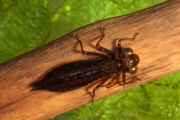 Dragonfly nymph (Aeshna sp.) underwater, sitting on a piece of dead wood in a pond, macro close-up, angle 1. 