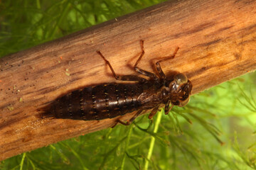 Dragonfly nymph (Aeshna sp.) underwater, sitting on a piece of dead wood in a pond, macro close-up,...