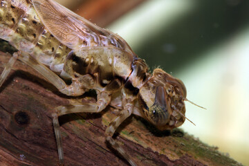 Dragonfly nymph (Aeshna palmata) underwater, sitting on a piece of dead wood, extreme macro close-up, angle 2. 