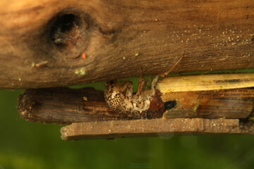 Caddisfly larva (Anabolia sp.) underwater, crawling on a piece of dead wood in a pond, extreme macro close-up. 
