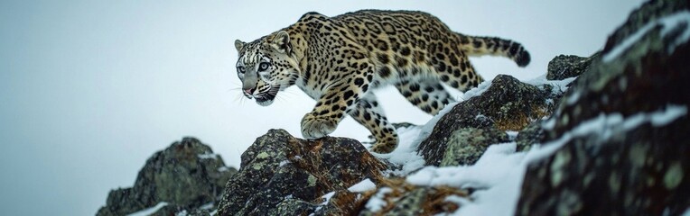 Fototapeta premium A snow leopard quietly traverses a rugged snowy mountain ridge, expertly blending into the rocky terrain. The majestic cat exhibits its sharp focus while navigating the frosty landscape