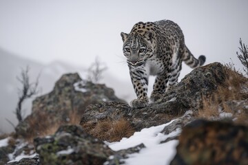 Fototapeta premium A snow leopard walks cautiously across a snowy mountain ridge, blending into the rocky landscape. The animal demonstrates its agility and grace in this remote, cold environment