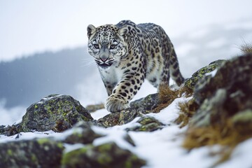 Fototapeta premium Snow leopard moves quietly across a jagged, rocky ridge covered in snow. The animal exhibits its natural grace against a backdrop of a chilly mountainous landscape