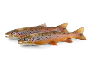 Naklejka premium Two Brown Trout Fish Isolated on White Background