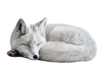Peaceful Arctic Fox Sleeping on Snowy Surface in Minimalist Winter Landscape